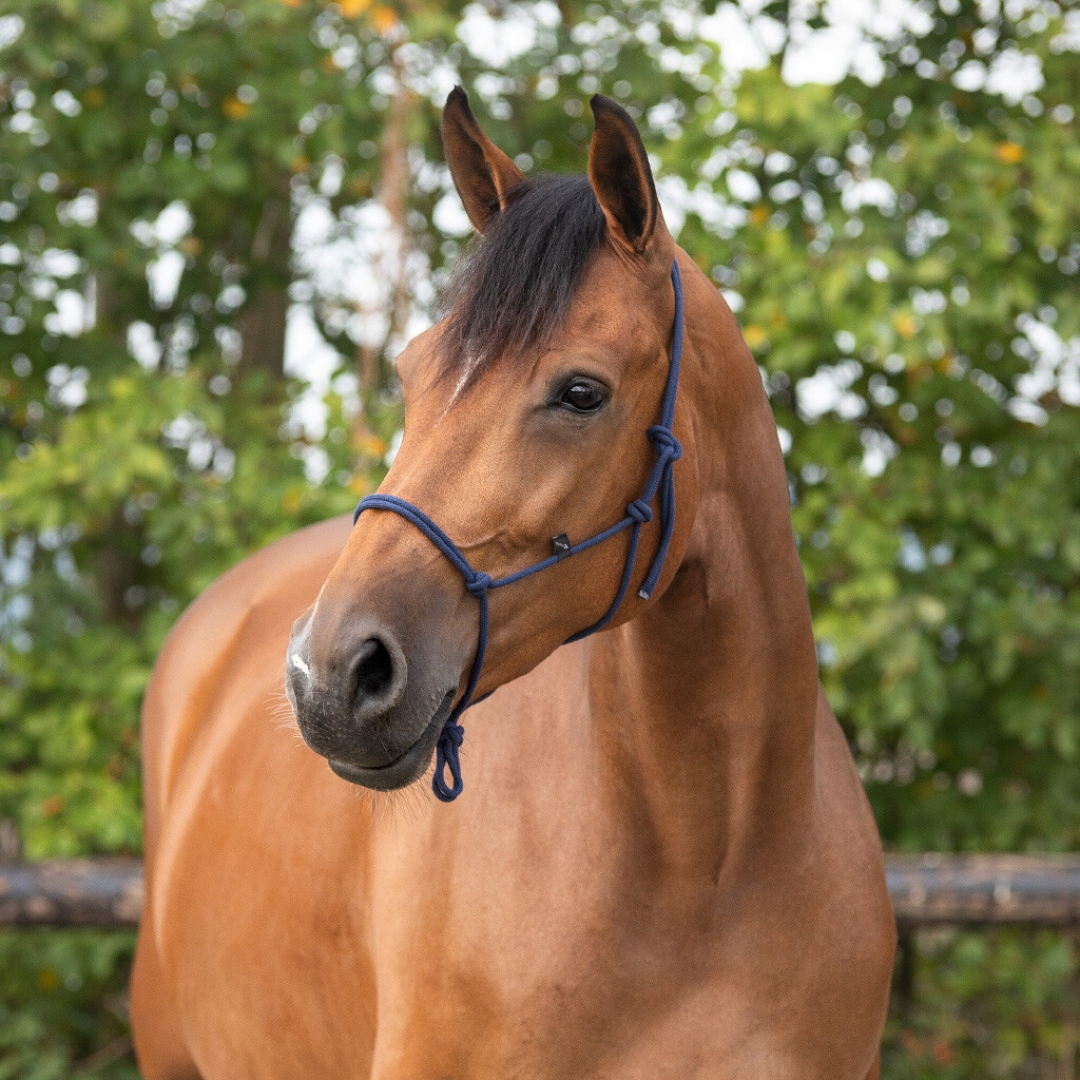 Pleteni ular Basic QHP