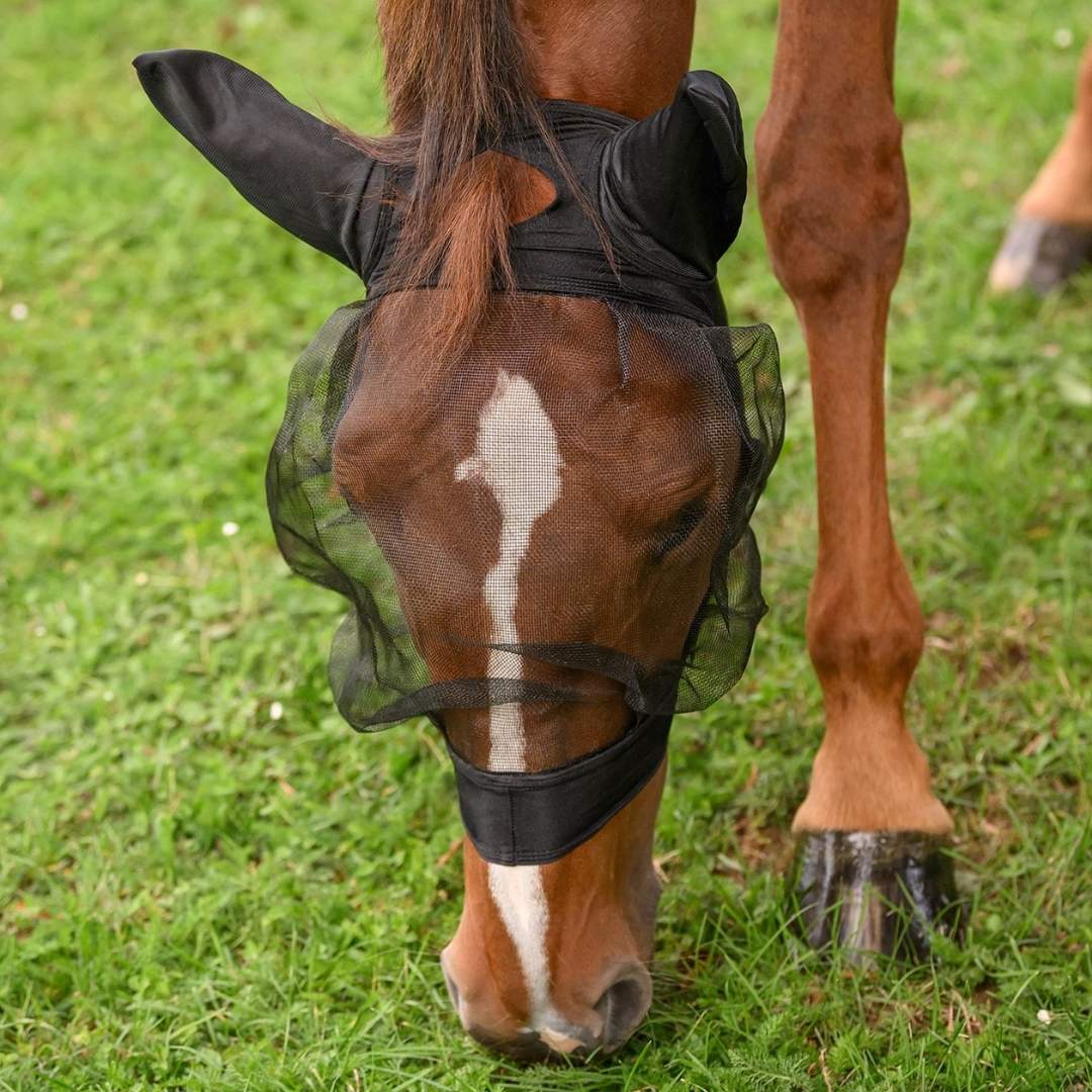 Chestnut horse grazing on grass wearing a black mesh fly sheet over its hindquarters to protect from flies