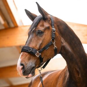 Close-up of a brown horse wearing a black halter in a sunny stable environment