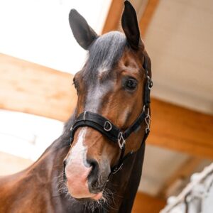 Close-up of a brown horse with a black mane wearing a halter in a sunlit stable.