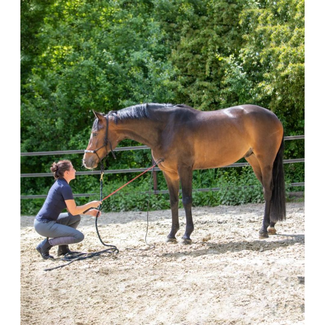 Horsemanship bič za konje