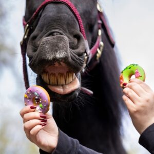 Close-up of a black horse’s mouth as two decorated donuts are offered to it.