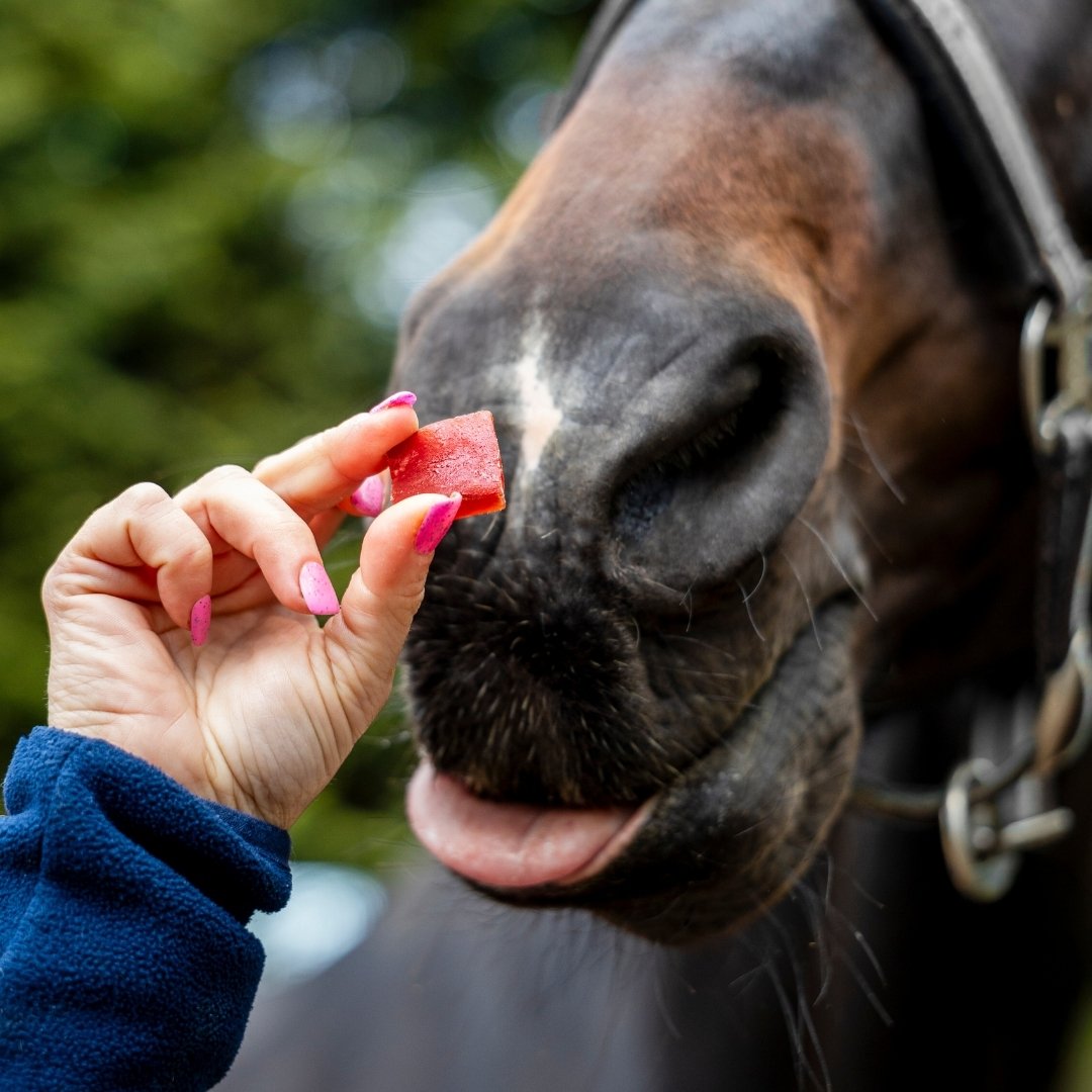 Person holding a small red treat near a horse's nose, about to feed it.