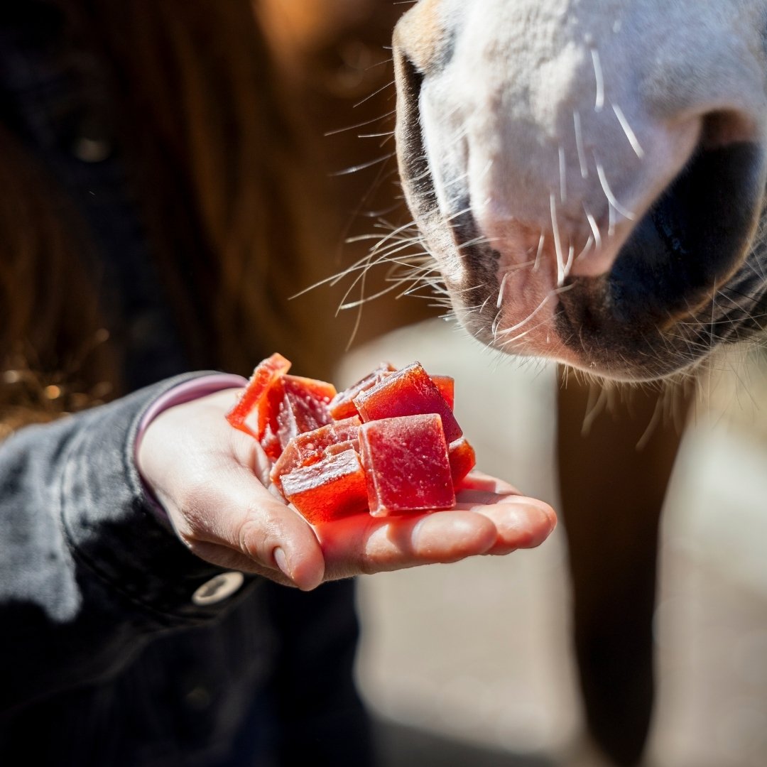 A person holds red cube-shaped dog treats in their palm as a dog sniffs them.