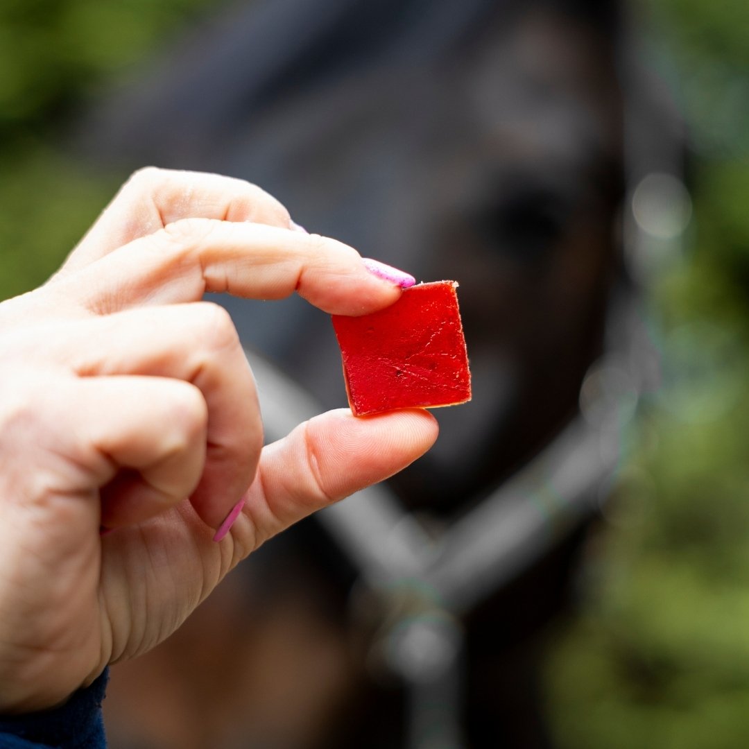 Close-up of a hand pinching a red square treat in front of a blurred horse in a bridle/enclosure.