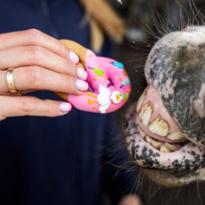 Person holding a pink frosted donut decorated with a snowman, feeding it to a horse's mouth.