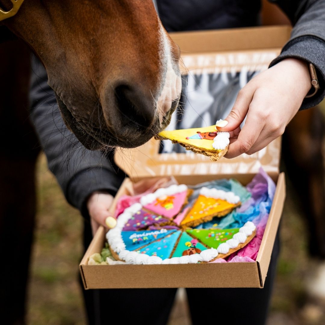 Close-up of a horse being offered a slice of colorful decorative cake from a box held by a person's handiled by a light-skinned hand with a white frosting border nearby.