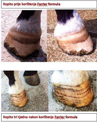 Učinkovitost Farrier Formule