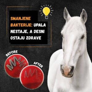 Dental Crackers